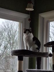 Lost Male Cat last seen N Uldricks and Cardinal Ave, Battle Creek, MI 49037