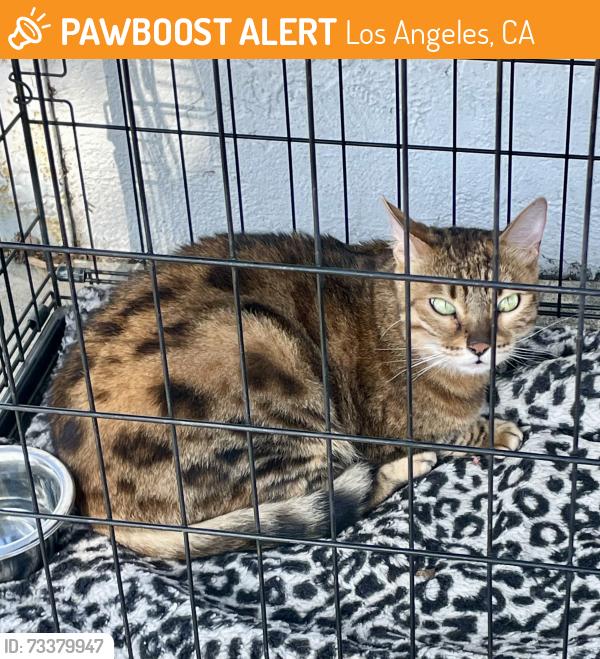 Found/Stray Female Cat last seen Korea town Los Angeles, Los Angeles, CA 90005