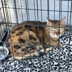 Found/Stray Female Cat last seen Korea town Los Angeles, Los Angeles, CA 90005
