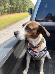 Lost Male Dog last seen Highpoint, High Point, NC 27260