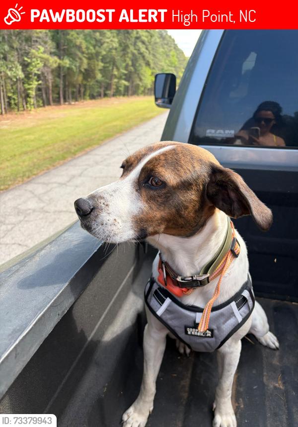 Lost Male Dog last seen Highpoint, High Point, NC 27260