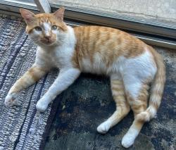 Found/Stray Male Cat last seen Belle / Ontario Ave, Corona, CA 92882