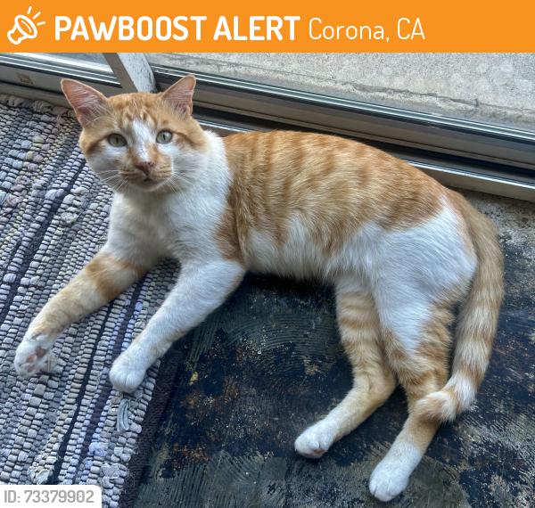 Found/Stray Male Cat last seen Belle / Ontario Ave, Corona, CA 92882