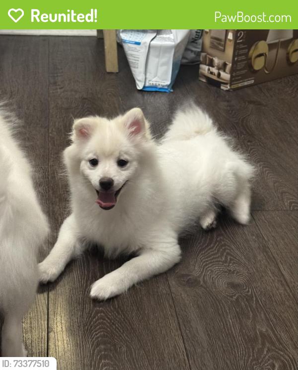 Reunited Male Dog last seen Etiwanda and Roscoe, Los Angeles, CA 91335
