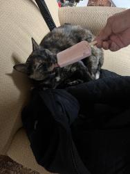Lost Female Cat last seen Johnwest, Dallas, TX 75228