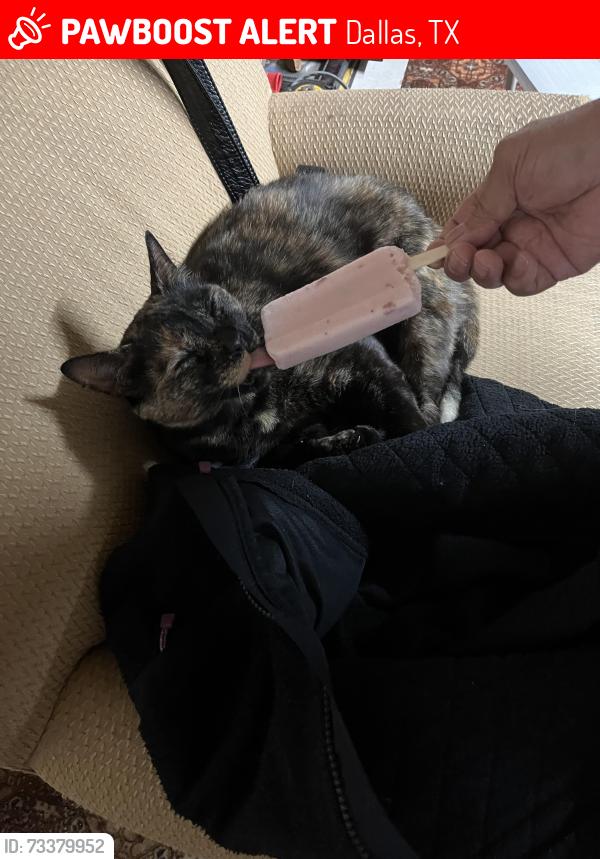 Lost Female Cat last seen Johnwest, Dallas, TX 75228