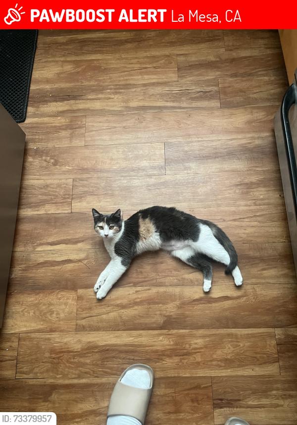 Lost Female Cat last seen Water St., La Mesa, CA 91942