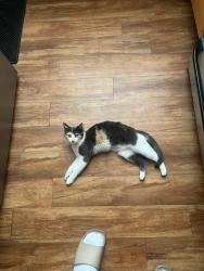Lost Female Cat last seen Water St., La Mesa, CA 91942