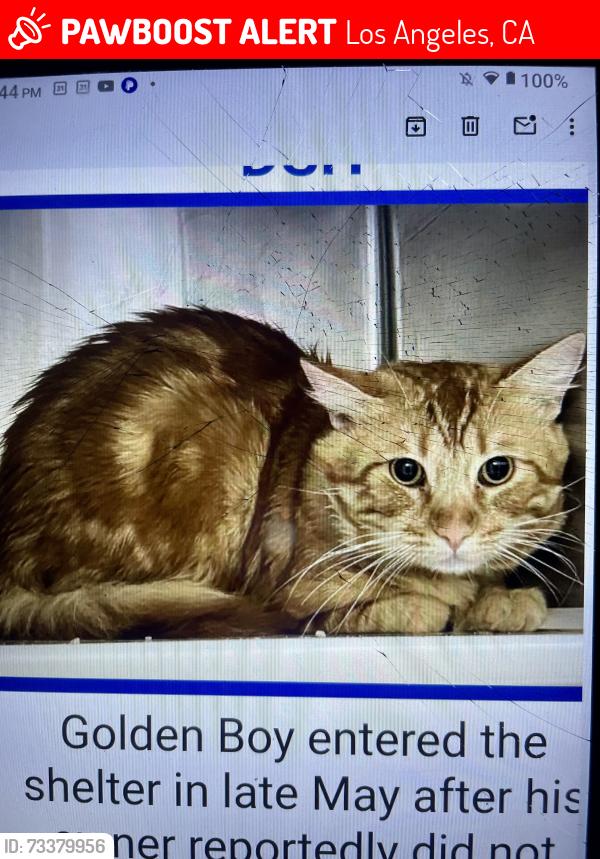 Lost Male Cat last seen Near N Almont Dr Beverly Hills, Los Angeles, CA 90048