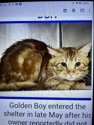 Lost Male Cat last seen Near N Almont Dr Beverly Hills, Los Angeles, CA 90048