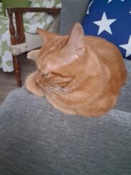 Reunited Male Cat last seen Next to tom are park and city hall in wheatland, Wheatland, CA 95692