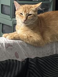 Lost Male Cat last seen Ryan park baseball field, Lompoc, CA 93436