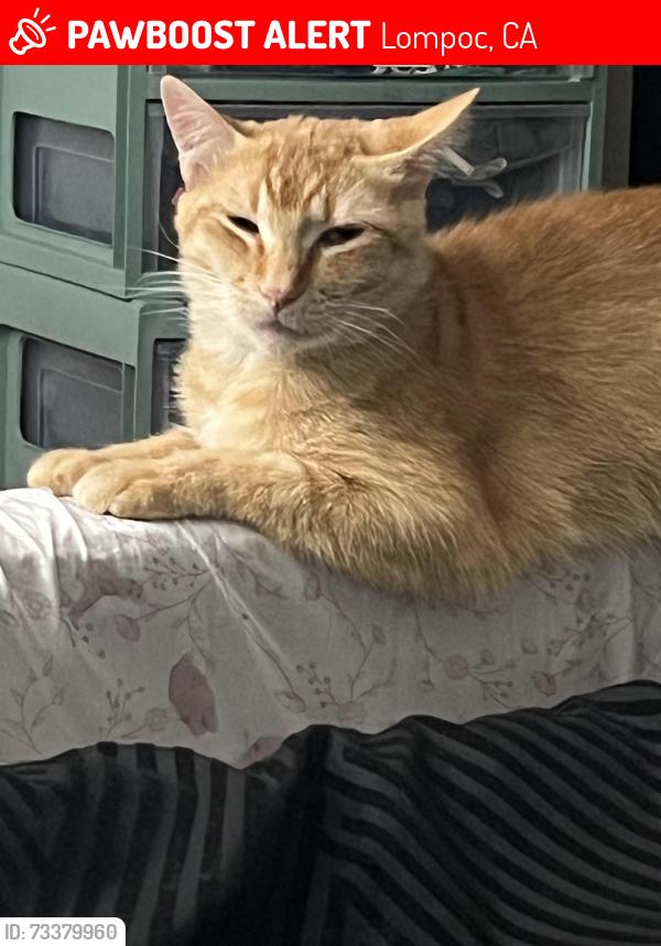 Lost Male Cat last seen Ryan park baseball field, Lompoc, CA 93436