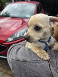 Found/Stray Male Dog last seen Pasinetti & 58th, Fife, WA 98424