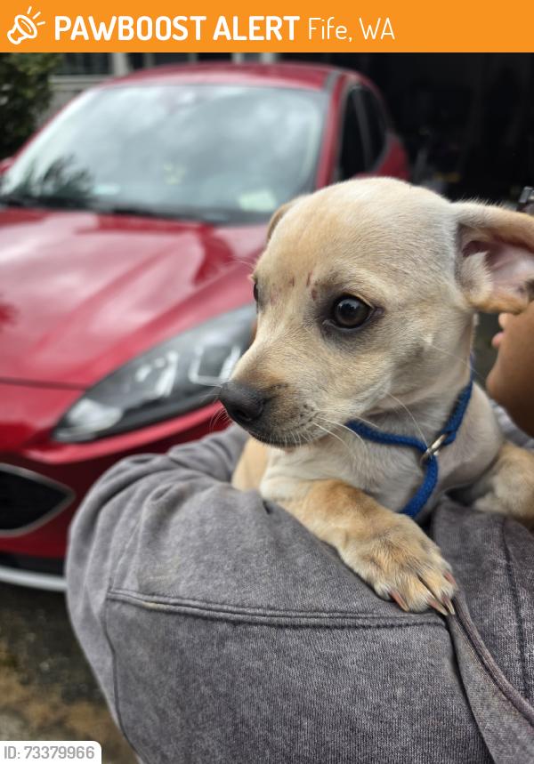 Found/Stray Male Dog last seen Pasinetti & 58th, Fife, WA 98424