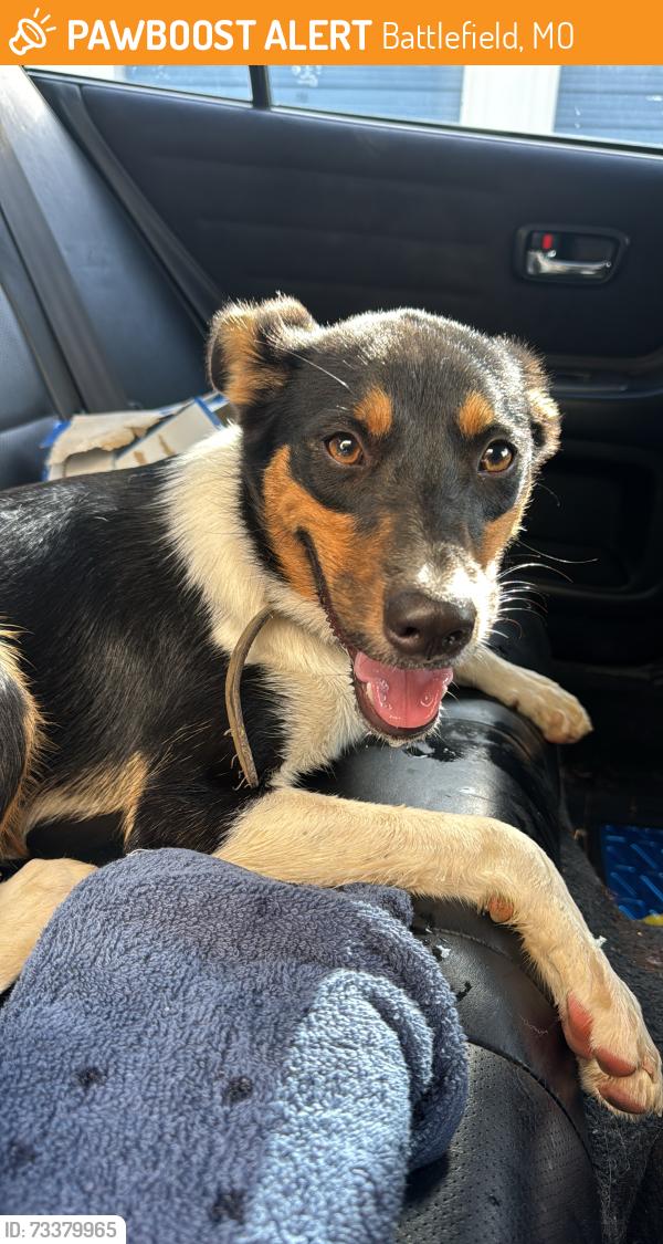 Found/Stray Female Dog last seen James River Freeway, Battlefield, MO 65619