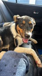 Found/Stray Female Dog last seen James River Freeway, Battlefield, MO 65619