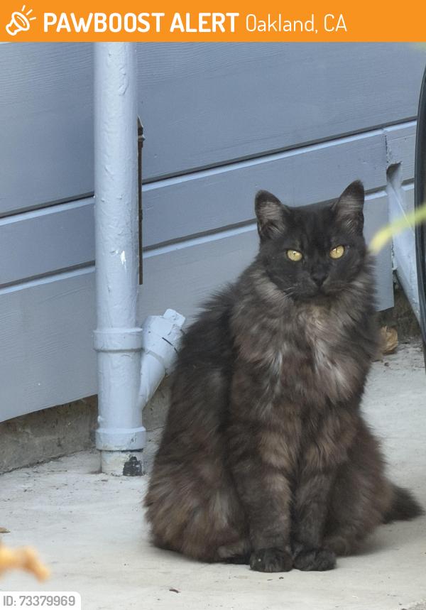 Found/Stray Unknown Cat last seen Rosesale ave, Oakland, CA 94601