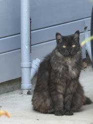 Found/Stray Unknown Cat last seen Rosesale ave, Oakland, CA 94601