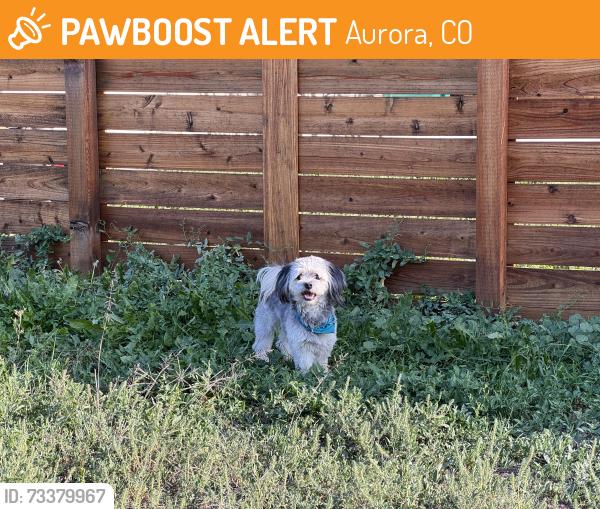 Found/Stray Male Dog last seen lansing st, Aurora, CO 80010