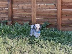 Found/Stray Male Dog last seen lansing st, Aurora, CO 80010