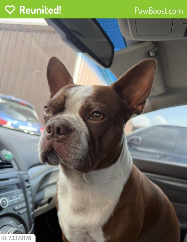 Reunited Male Dog last seen 30W218 Butterfield Rd Unit A2, Warrenville, IL 60555, Warrenville, IL 60555