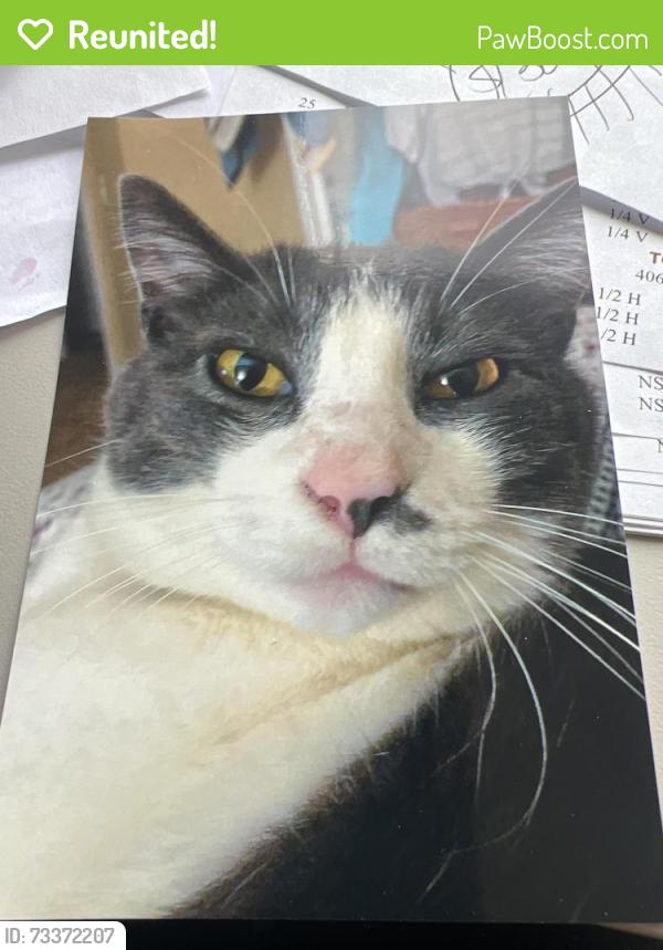 Reunited Male Cat last seen Sky island, Bonney Lake, WA 98391