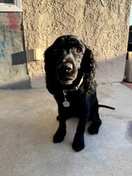 Lost Female Dog last seen Closest big street is Mango ave, Fontana, CA 92336