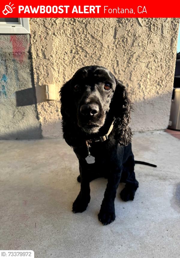 Lost Female Dog last seen Closest big street is Mango ave, Fontana, CA 92336