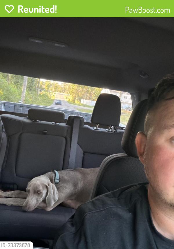 Reunited Female Dog last seen Best road, Maryville, TN 37803