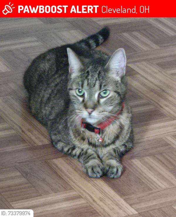Lost Male Cat last seen West 60th & Woburn Cleveland Ohio 44144, Cleveland, OH 44144