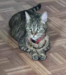 Lost Male Cat last seen West 60th & Woburn Cleveland Ohio 44144, Cleveland, OH 44144