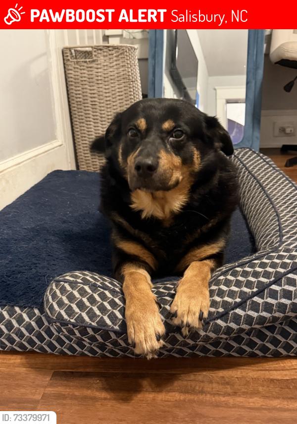 Lost Male Dog last seen N Church St & N Main St, Salisbury, NC 28144