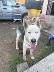 Found/Stray Male Dog last seen 92nd St between Broadway and Main, Los Angeles, CA 90003