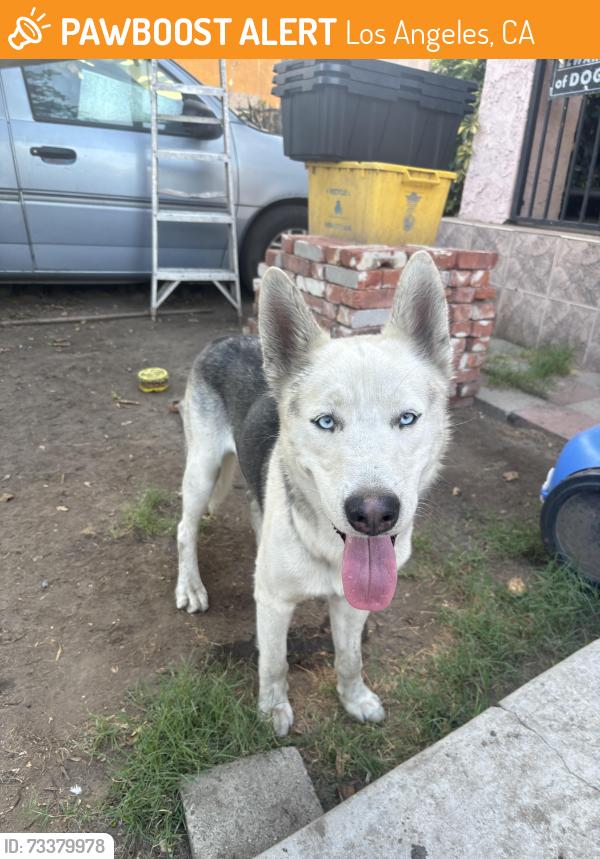 Found/Stray Male Dog last seen 92nd St between Broadway and Main, Los Angeles, CA 90003