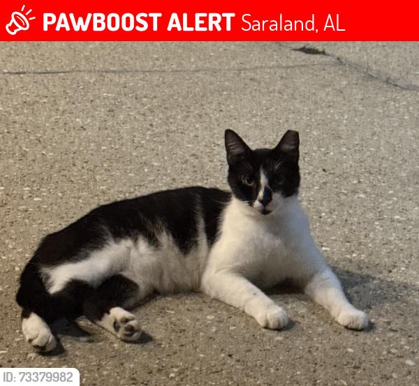 Lost Male Cat last seen Kali Oka Road, Saddlewood Drive, Aba Dr, Chisha Dr, Saraland, AL 36571