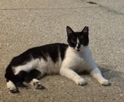 Lost Male Cat last seen Kali Oka Road, Saddlewood Drive, Aba Dr, Chisha Dr, Saraland, AL 36571