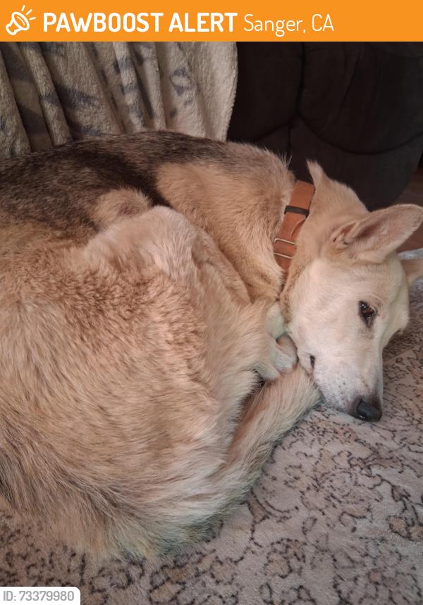 Found/Stray Female Dog last seen Bethel/180, Sanger, CA 93657