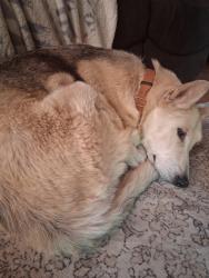 Found/Stray Female Dog last seen Bethel/180, Sanger, CA 93657