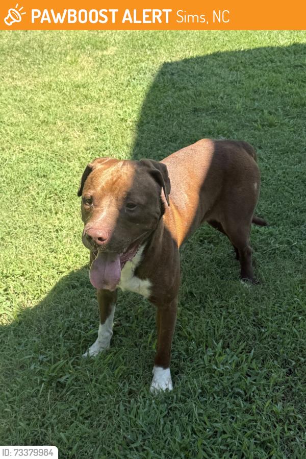 Found/Stray Male Dog last seen Stott’s Crossroads in Sims, NC, Sims, NC 27880