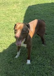 Found/Stray Male Dog last seen Stott’s Crossroads in Sims, NC, Sims, NC 27880