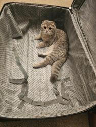 Lost Female Cat last seen W Maynard Rd, Niles, IL 60714