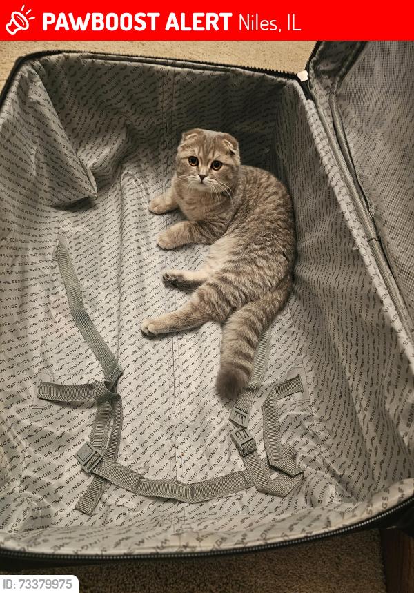 Lost Female Cat last seen W Maynard Rd, Niles, IL 60714