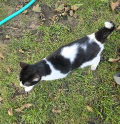 Found/Stray Unknown Cat last seen Corey and Andrew Pl, Traverse City, MI 49686