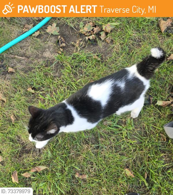 Found/Stray Unknown Cat last seen Corey and Andrew Pl, Traverse City, MI 49686