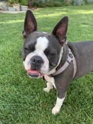 Reunited Female Dog last seen Driftwood Drive and Bonito Court SVL, Spring Valley Lake, CA 92395