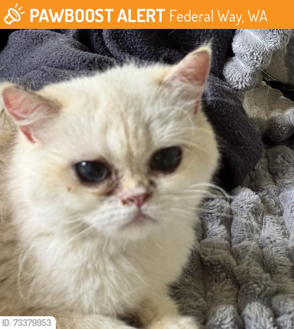 Found/Stray Unknown Cat last seen Weyhaeuser Campus, Federal Way, WA 98001