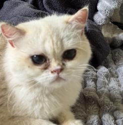 Found/Stray Unknown Cat last seen Weyhaeuser Campus, Federal Way, WA 98001