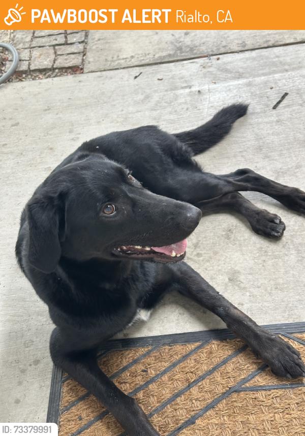 Found/Stray Male Dog last seen Randal, Rialto, CA 92376