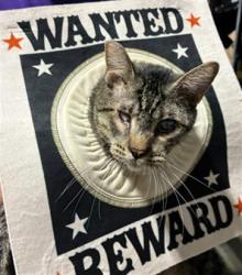 Shelter Stray Male Cat last seen Near BLOCK CAMPUS PARK DR, BAKERSFIELD CA 93311, 3951 Fruitvale Ave, Bakersfield, CA 93308, USA